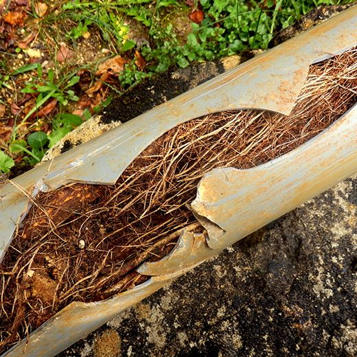 The Drain & Sewer Professionals In Rose Park